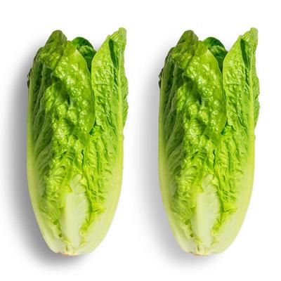 包心罗马生菜罗纹凯撒嫩生菜爽脆