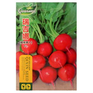 蔬菜种子杂交瑞吉娜樱桃萝卜种子水果萝卜小萝卜耐寒抗热四季播