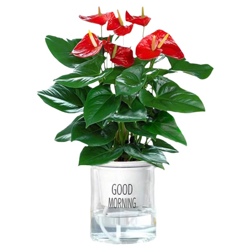 红掌盆栽鸿运当头绿萝箩花卉植物室内花水培白掌绿植发财树净空气