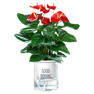 红掌盆栽鸿运当头绿萝箩花卉植物室内花水培白掌绿植发财树净空气