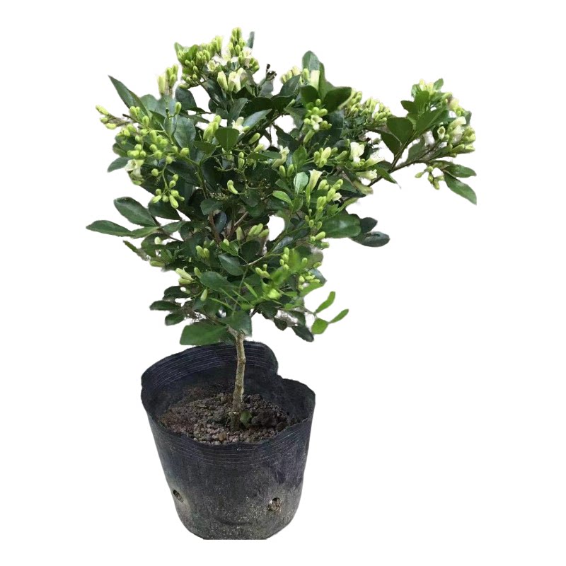 九里香花苗盆栽浓香型四季植物七里香树苗室内好养花卉驱蚊绿植
