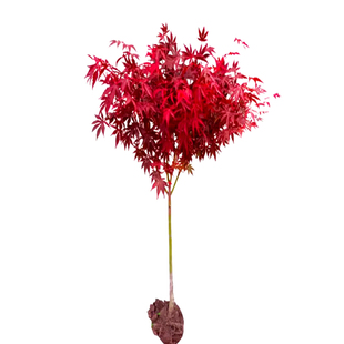 红枫树苗日本红枫原生造型四季红枫庭院植物别墅风景行道树羽毛枫