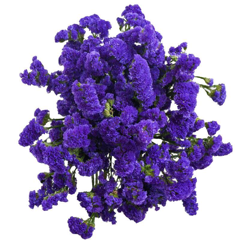 勿忘我鲜切花云南昆明基地直发花