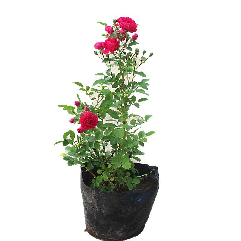 四季室外黄色爬藤植物木香花苗