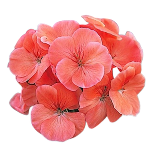 真心花卉/盆栽直立/全重瓣玫瑰蕾/粉碗/天竺葵花苗/合集/营养钵苗