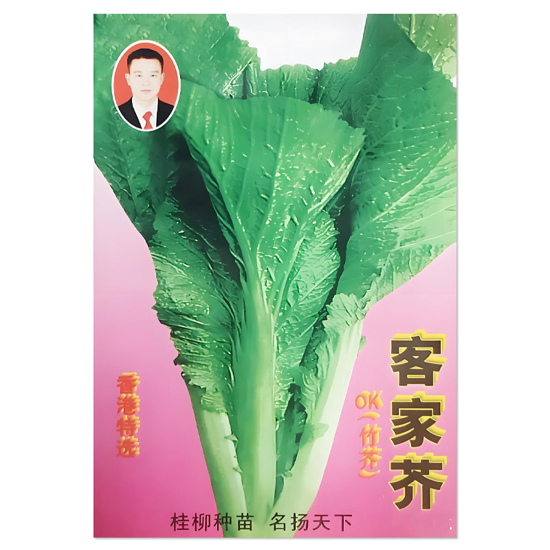 客家芥菜种子OK竹芥甜芥菜