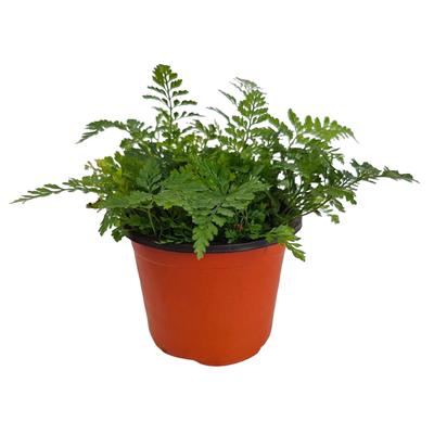 狼尾蕨玻璃球形苔藓微景观室内