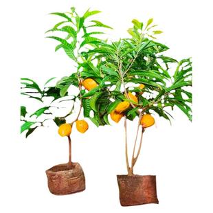 特大耀堂仙桃苗嫁接木瓜仙桃鸡蛋果苗南方盆栽地四季结果蛋黄果苗