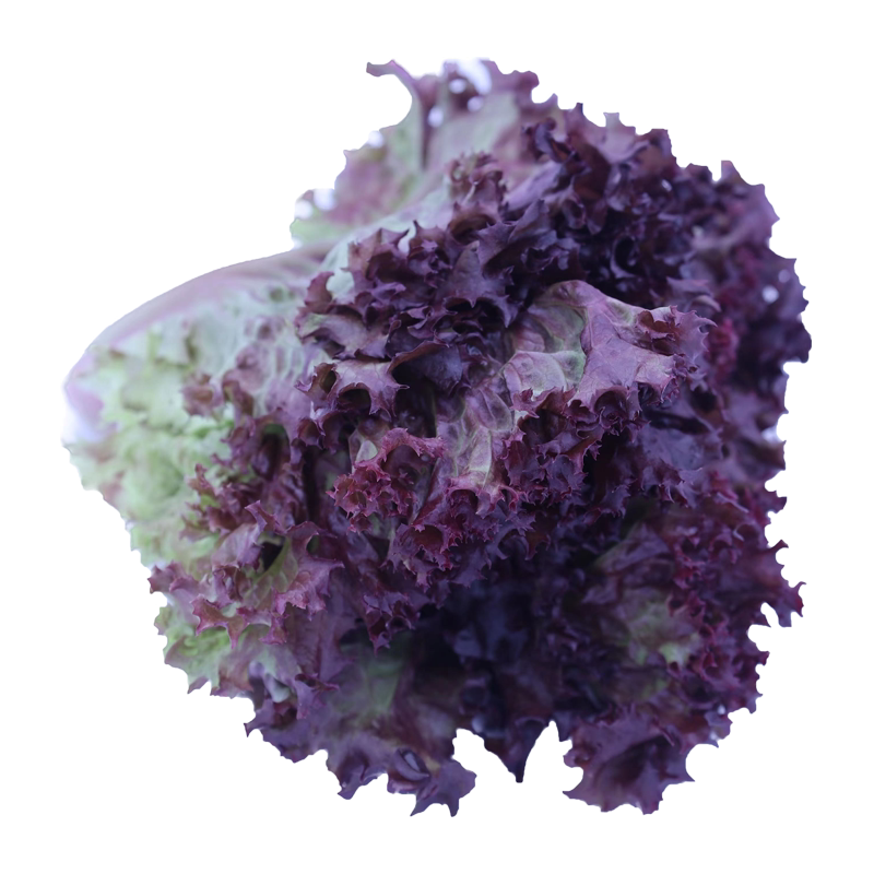 【槿馐】罗莎红500g 红叶生菜生吃紫叶生菜 新鲜蔬菜西餐沙拉食材
