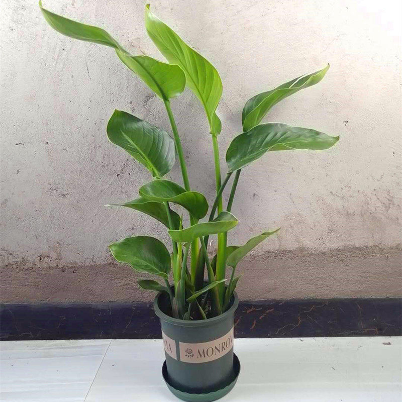 北欧网红大叶天堂鸟 鹤望兰室内客厅办公室大型绿植盆栽长青植物