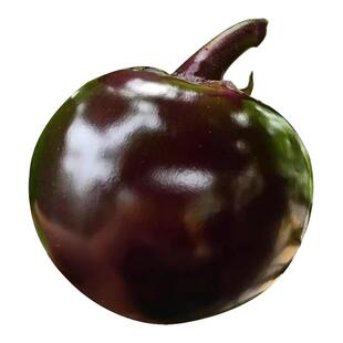 高产圆茄子苗秧苗早熟黑紫茄苗特大快茄子种苗四季阳台盆栽苗南方