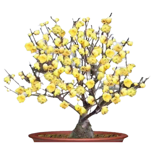 带花苞浓香大梅花地栽树苗耐寒腊梅五色梅花苗腊梅香红梅绿梅盆栽