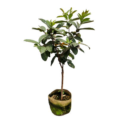 番石榴树苗带土带叶包成活嫁接