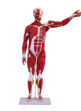 蓝蝶模型人体关节上下肢肌肉解剖