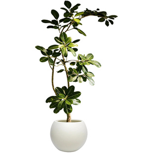 孟加拉榕盆栽网红大型绿植黄金榕高山榕树室内客厅落地橡皮面包树