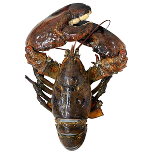 超大3到15斤加拿大龙虾鲜冻新鲜活冻波龙婚宴鳌虾波龙波虾大龙虾