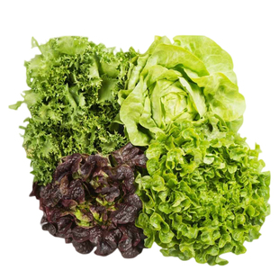 传家宝生菜种子合集家庭阳台四季盆栽甜脆沙拉生吃莎拉农家绿叶菜