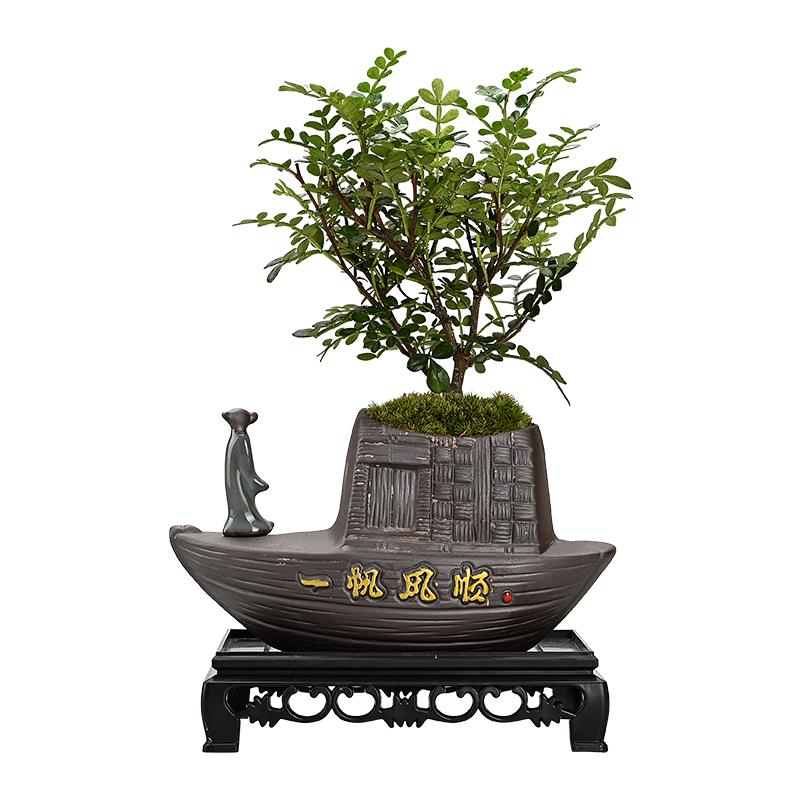 文竹盆栽植物室内好养易活赤楠盆景绿植客厅花卉四季常青净化空气