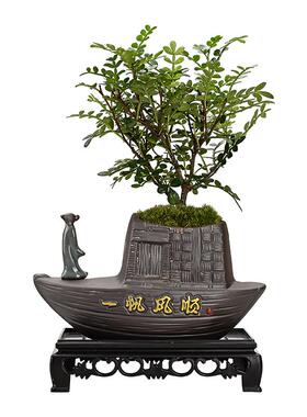 文竹盆栽植物室内好养易活赤楠盆景绿植客厅花卉四季常青净化空气