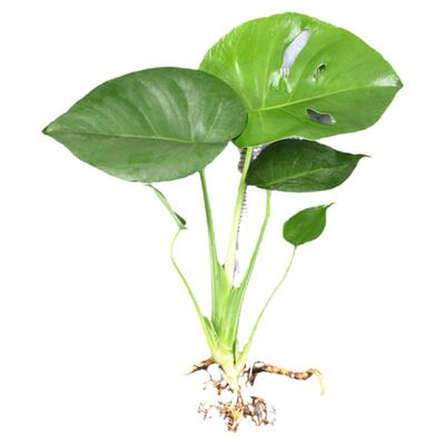 龟背竹室内办公室净化空气