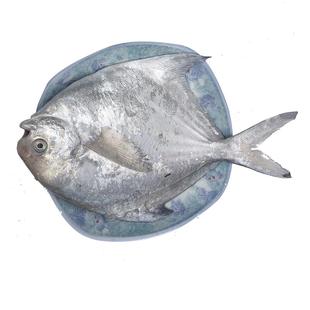 舟山海鲜新鲜大白鲳鱼冰鲜昌鱼银鲳扁鱼生鲜平鱼东海水产鲜活冷冻