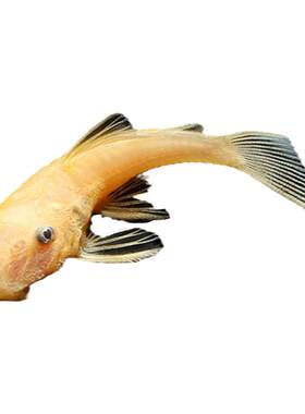 除藻鱼大胡子金台鼠黑线飞狐淡水