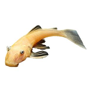 大胡子鱼淡水蓝眼大帆金苔鼠小猴黑线飞狐小精灵鱼除藻琵琶鱼蛇仔