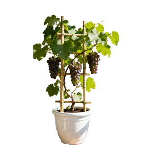 黑加仑盆栽地栽树葡萄苗嘉宝果黑醋栗当年结果耐寒南北方种果树苗