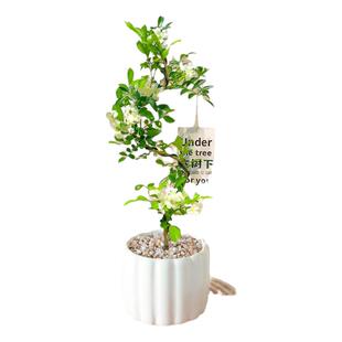 九里香盆栽四季老桩树苗带花苞小苗客厅盆景绿植物茉莉花造型花卉