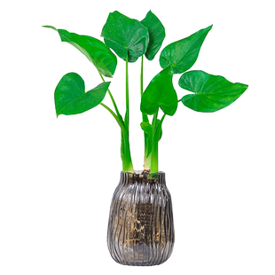 水培大叶千手观音盆栽花小植物室内桌面盆景滴水观音千佛手常绿叶