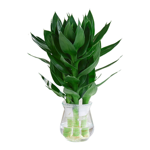 观音竹富贵竹水培植物花卉绿植绿萝室内盆栽转运竹子水养带根好养