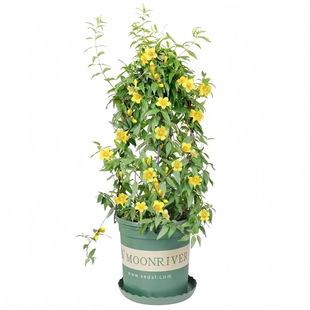 四季鸟重瓣白黄木香花苗室外庭院别墅蔷薇花卉爬藤植物大浓香型
