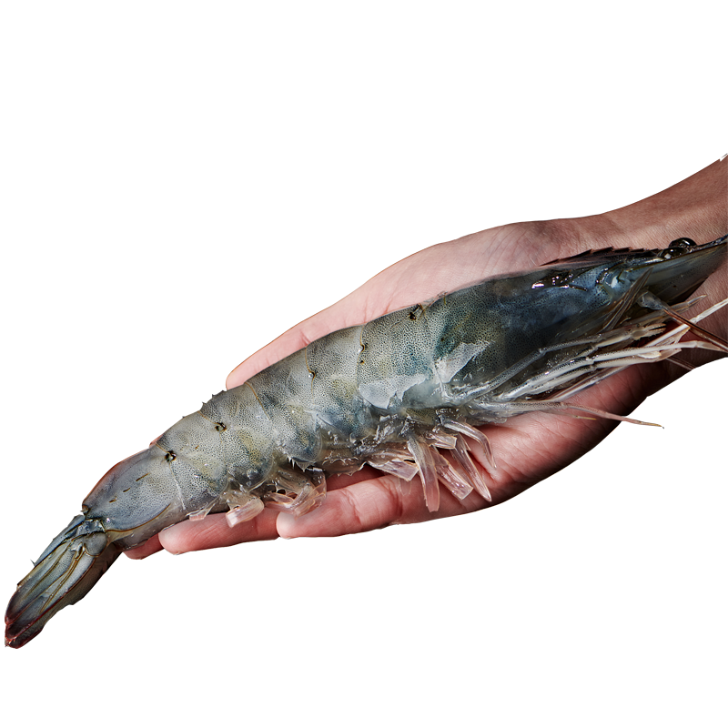 海洋演义盐冻新鲜大虾厄瓜多尔白虾1650g速冻低脂海虾冷冻海鲜