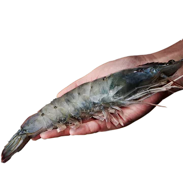 【海洋演义】盐冻新鲜大虾1650g