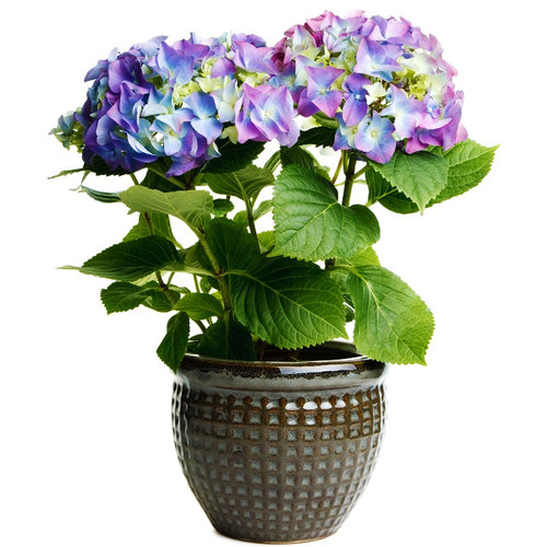 【带花苞】太阳神殿绣球花苗盆栽四季老桩木本重瓣大花绣球可调蓝