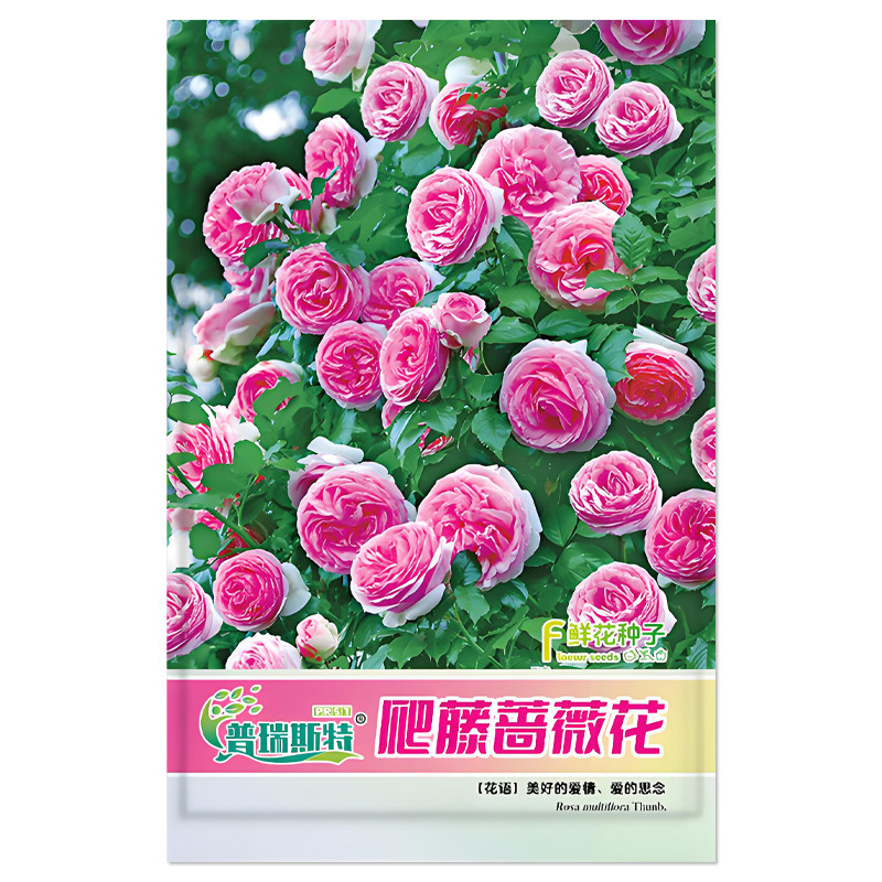 四季爬藤蔷薇花种子月季