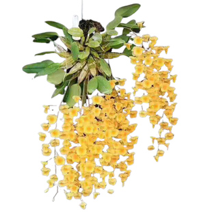 泰聚石斛聚泰国石斛聚财生财黄金龟背石斛带花带香味聚石斛金石斛