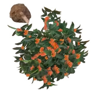 金桂花树苗桂花苗盆栽嫁接苗四季桂室内外浓香型阳台花卉绿植庭院