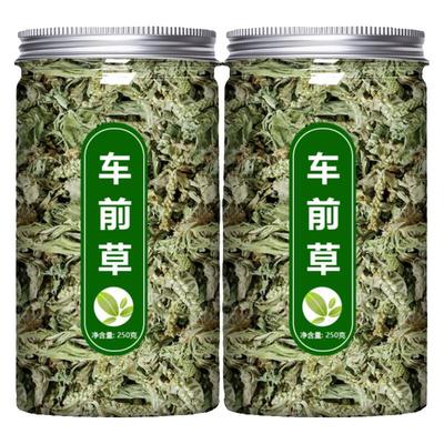 车前草野生新鲜正品干货中药