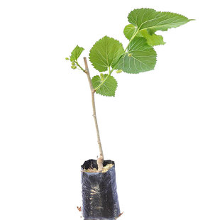 大长果桑葚树苗带果盆栽台湾白桑葚嫁接果树果苗南北方四季甜水果