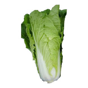 2包四季奶油快菜种子小白菜种孑菜种籽青菜速生快菜种籽蔬菜籽种