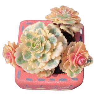 叶植庭多肉【品种名：亚特兰蒂斯】一物一拍昆明