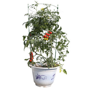 超甜盆栽千禧型小番茄种子种籽孑苗圣女果蔬菜秧秧苗千玺蕃茄果苗