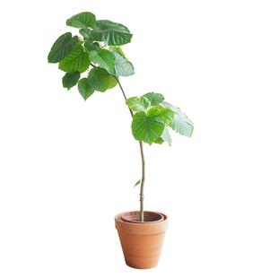 爱心榕盆栽客厅大型植物观叶心叶榕耐阴网红绿植落地好养一物一拍