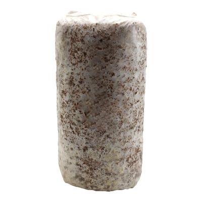 蘑菇种植包家种菌包平菇香菇灵芝磨菇种可食用自种金针菇