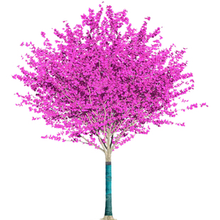 高杆紫荆花树苗庭院耐寒地栽绿化苗木丛生紫荆大型风景树当年开花