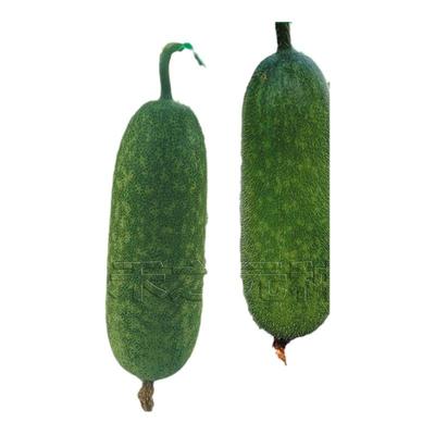 玲珑四号小冬瓜种子夏秋蔬菜种孑