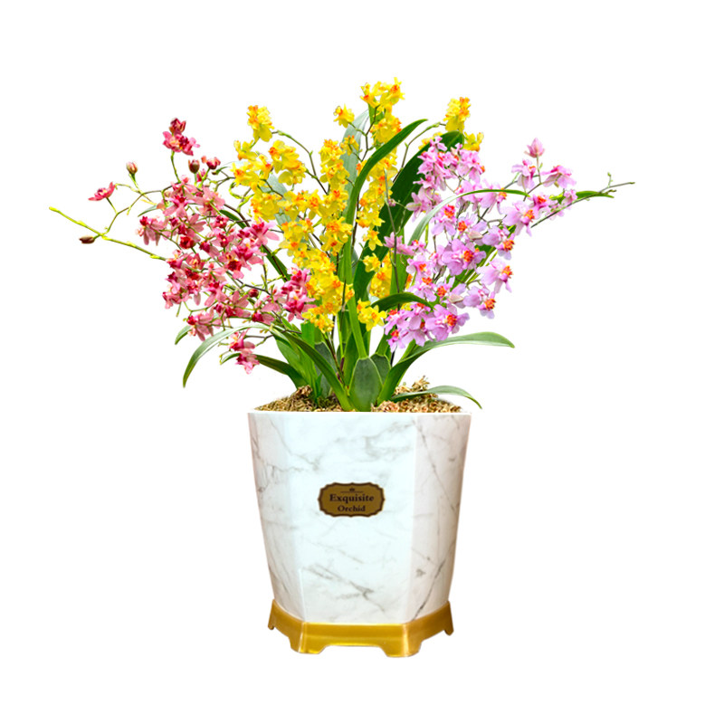 4色香水文心兰现带超多花苞出售 梦香兰花苗好养花卉绿植室内盆栽