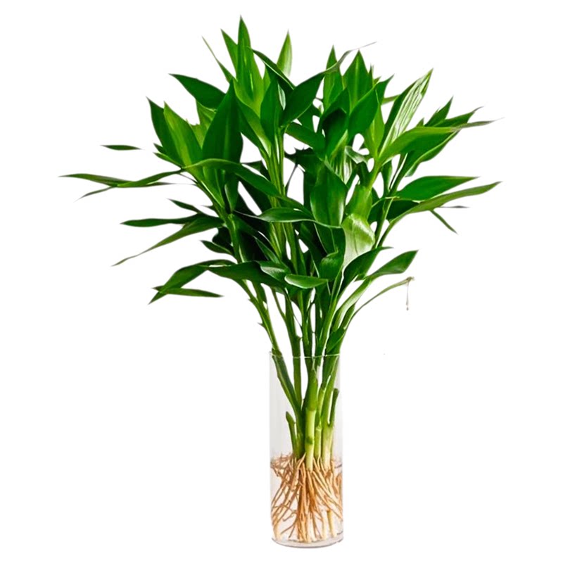带根富贵竹水培桌面植物节节高升