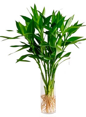 带根富贵竹水培桌面植物节节高升